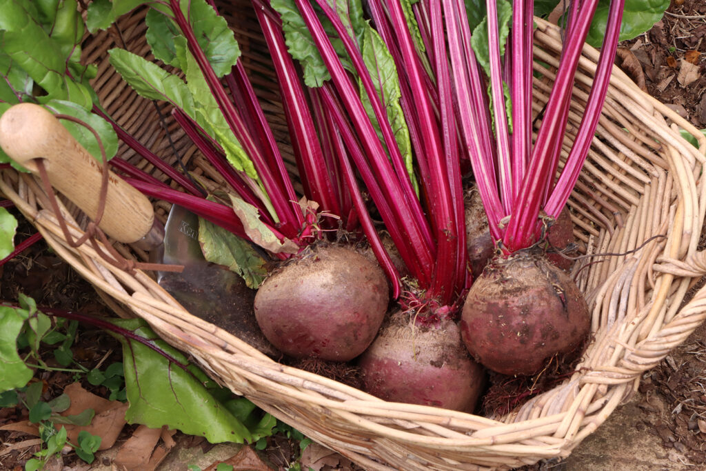 beetroot in a basket, fresh beetroot, beetroot lentil salad